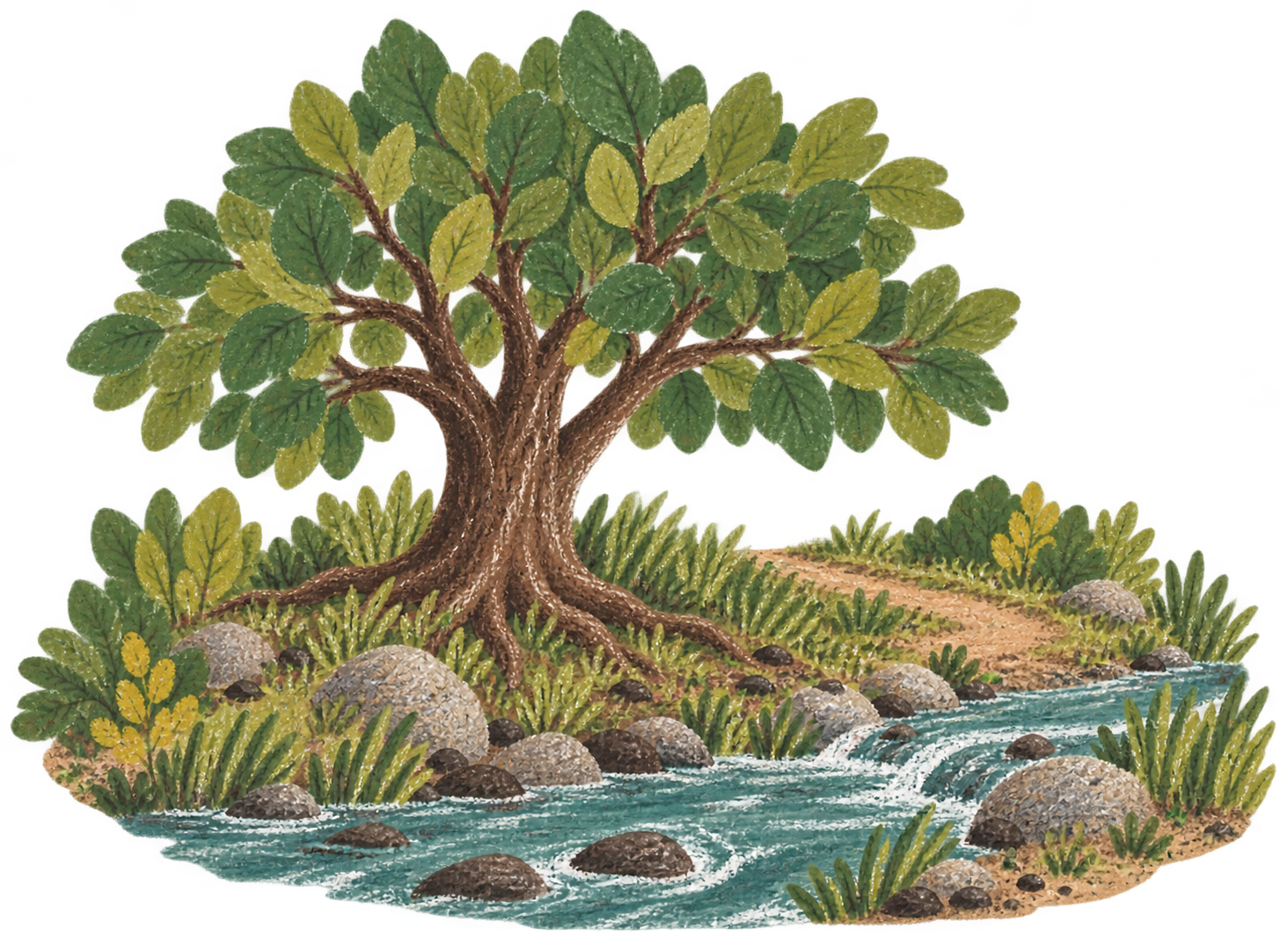 A leafy tree rooted beside a stream, with a path nearby.